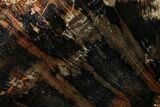 Red/Black, Polished Petrified Wood (Araucarioxylon) - Arizona #165982-2